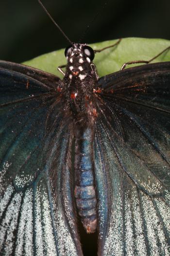 Dobbies Butterflies 28-09-07