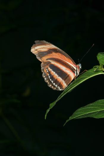 Dobbies Butterflies 28-09-07