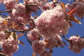 Cherry Blossom Humbie Woods Spring 12-05-10