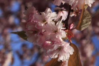 Cherry Blossom Humbie Woods Spring 12-05-10