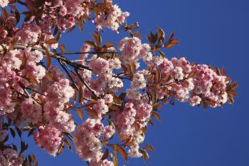 Cherry Blossom Humbie Woods Spring 12-05-10