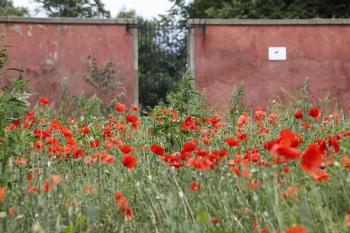 Leith Poppies July 2009