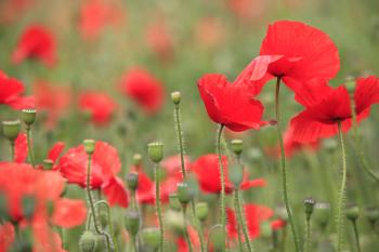 Leith Poppies July 2009