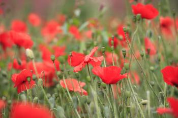 Leith Poppies July 2009