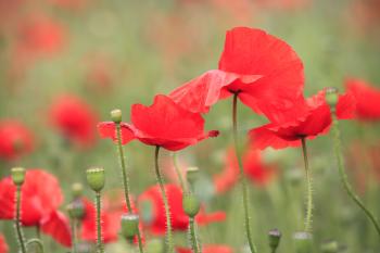 Leith Poppies July 2009