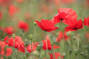 Leith Poppies July 2009