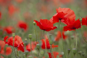 Leith Poppies July 2009