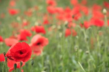 Leith Poppies July 2009