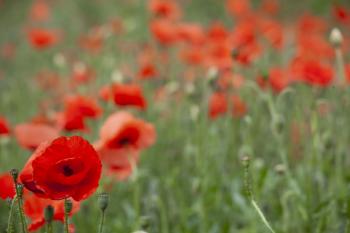 Leith Poppies July 2009