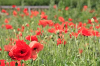 Leith Poppies July 2009