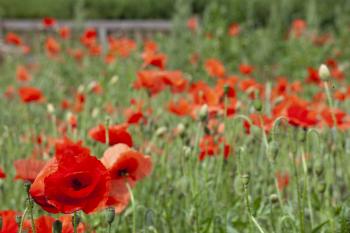 Leith Poppies July 2009