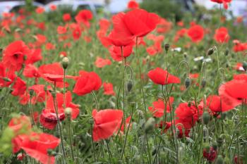 Leith Poppies July 2009