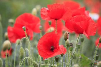 Leith Poppies July 2009