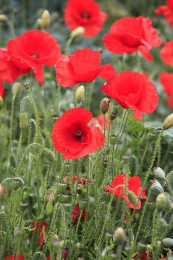 Leith Poppies July 2009