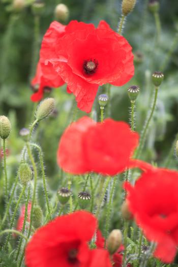 Leith Poppies July 2009