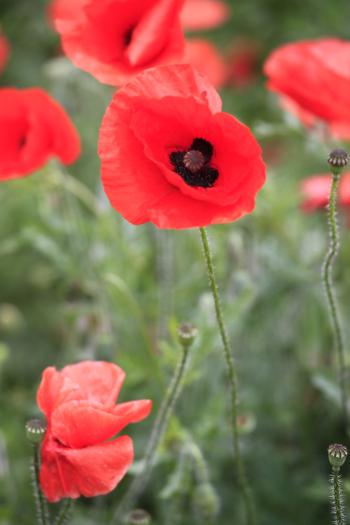 Leith Poppies July 2009