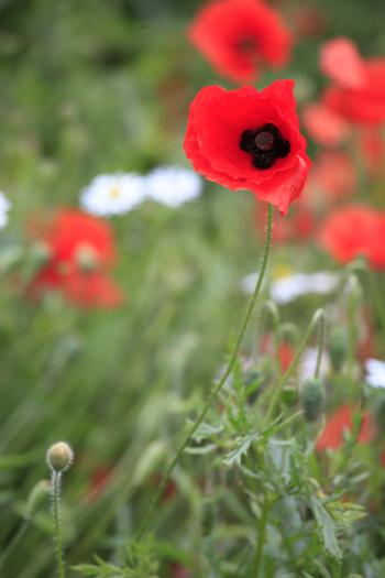 Leith Poppies July 2009