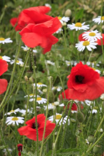 Leith Poppies July 2009