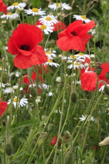 Leith Poppies July 2009