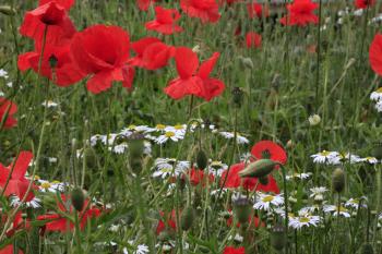 Leith Poppies July 2009