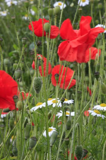 Leith Poppies July 2009