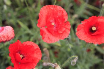 Leith Poppies July 2009