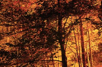 Enchanted Forest, Pitlochry 14-10-09