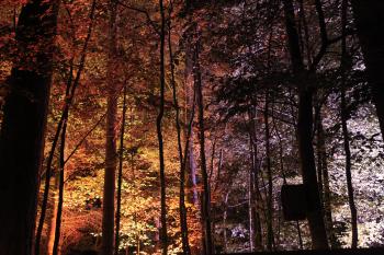 Enchanted Forest, Pitlochry 14-10-09