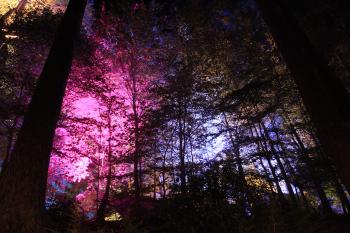 Enchanted Forest, Pitlochry 14-10-09
