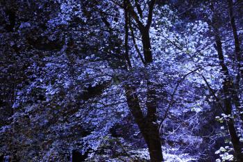 Enchanted Forest, Pitlochry 14-10-09