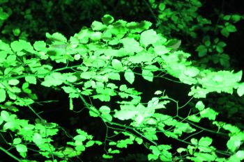 Enchanted Forest, Pitlochry 14-10-09