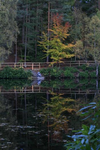 Enchanted Forest, Pitlochry 15-10-08