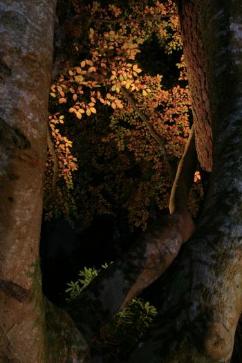 Enchanted Forest, Pitlochry 15-10-08