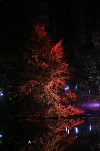 Enchanted Forest, Pitlochry 15-10-08