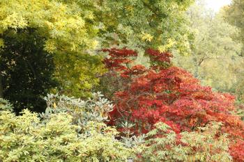 Edinburgh Autumn Colours 2009