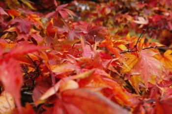 Edinburgh Autumn Colours 2009