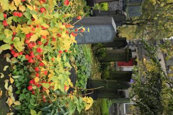 Edinburgh Autumn Colours 2009