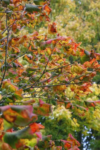 Edinburgh Royal Botanical Garden Autumn 13-10-08