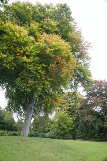 Edinburgh Royal Botanical Garden Autumn 13-10-08