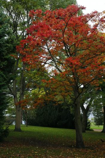 Edinburgh Royal Botanical Garden Autumn 13-10-08