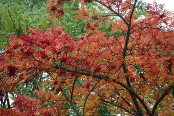 Edinburgh Royal Botanical Garden Autumn 13-10-08