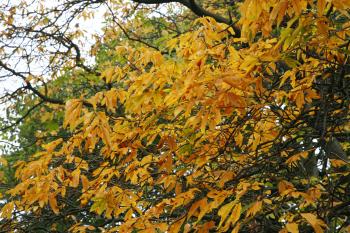 Edinburgh Royal Botanical Garden Autumn 13-10-08