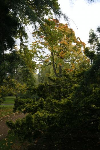 Edinburgh Royal Botanical Garden Autumn 13-10-08