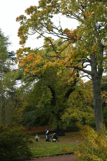 Edinburgh Royal Botanical Garden Autumn 13-10-08