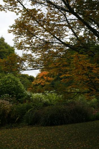 Edinburgh Royal Botanical Garden Autumn 13-10-08