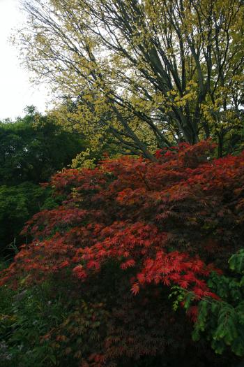 Edinburgh Royal Botanical Garden Autumn 13-10-08