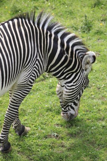 Edinburgh Zoo 30-06-09