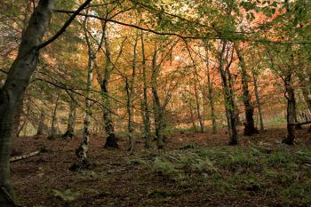 Humbie Woods Autumn 31-10-09