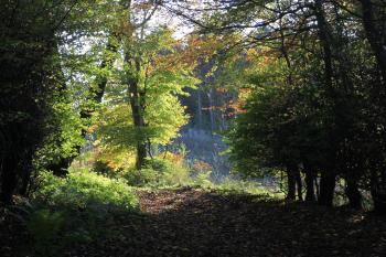 Humbie Woods Autumn 31-10-09