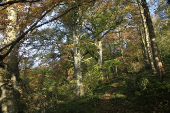 Humbie Woods Autumn 31-10-09